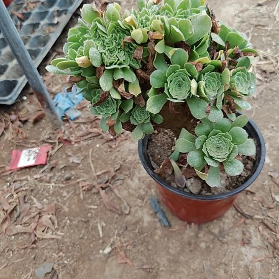 王***燕绿羊绒缀加急法师15