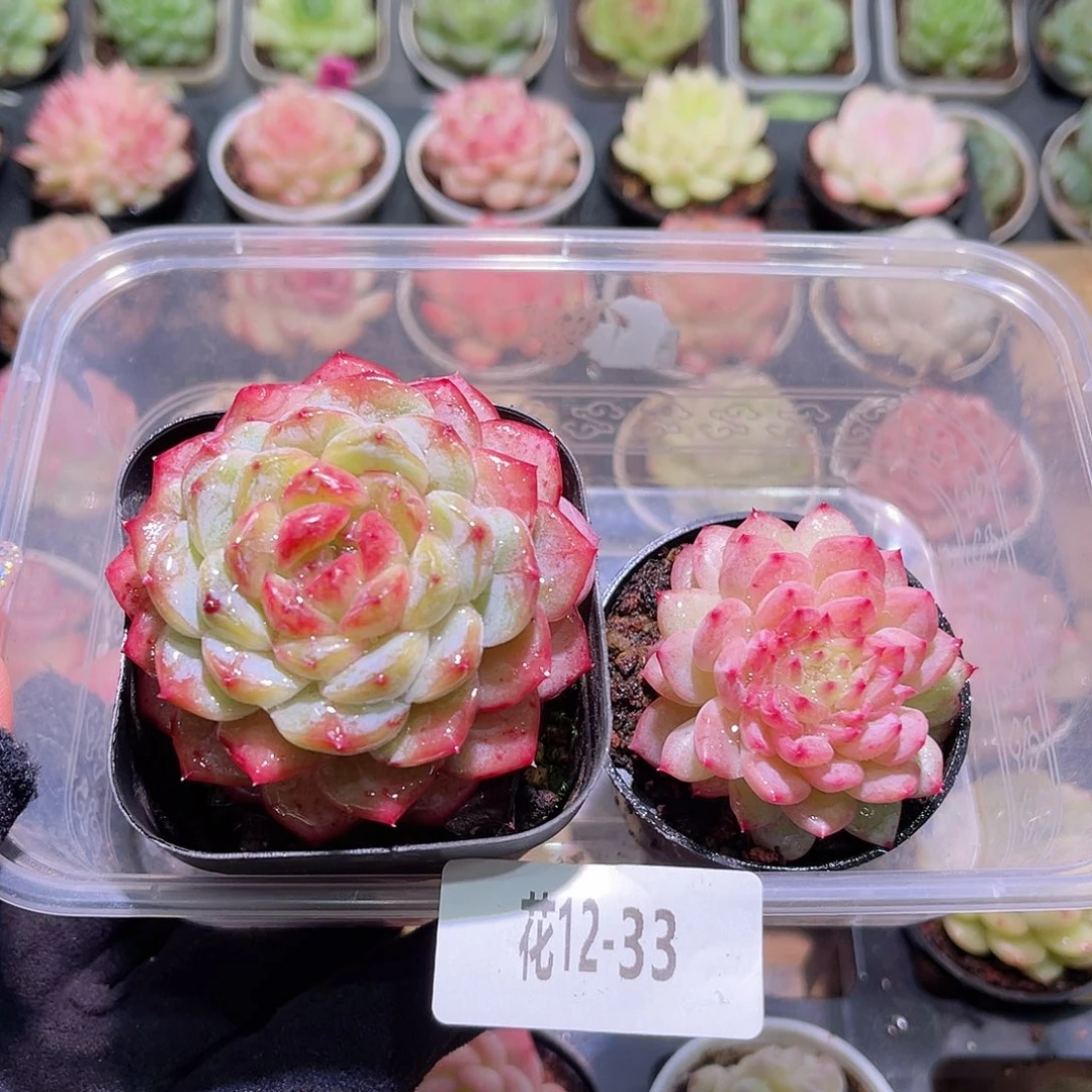 花利美12-33雪颜玉➕麦秆