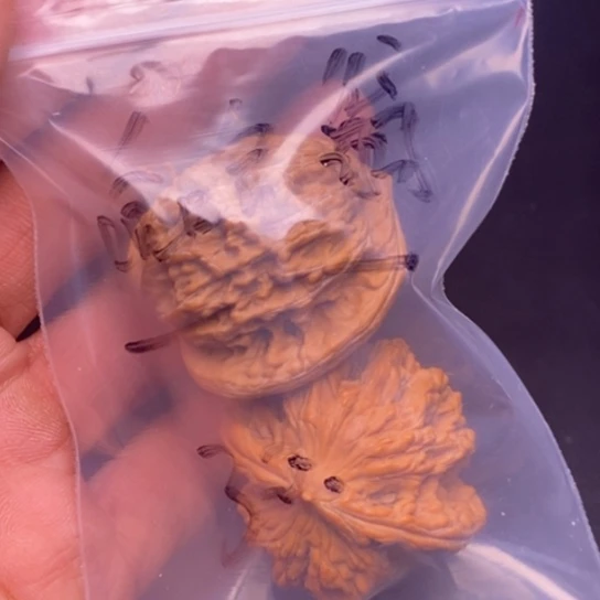 【闪购商品】吊坠文玩核桃哈*翁虎头