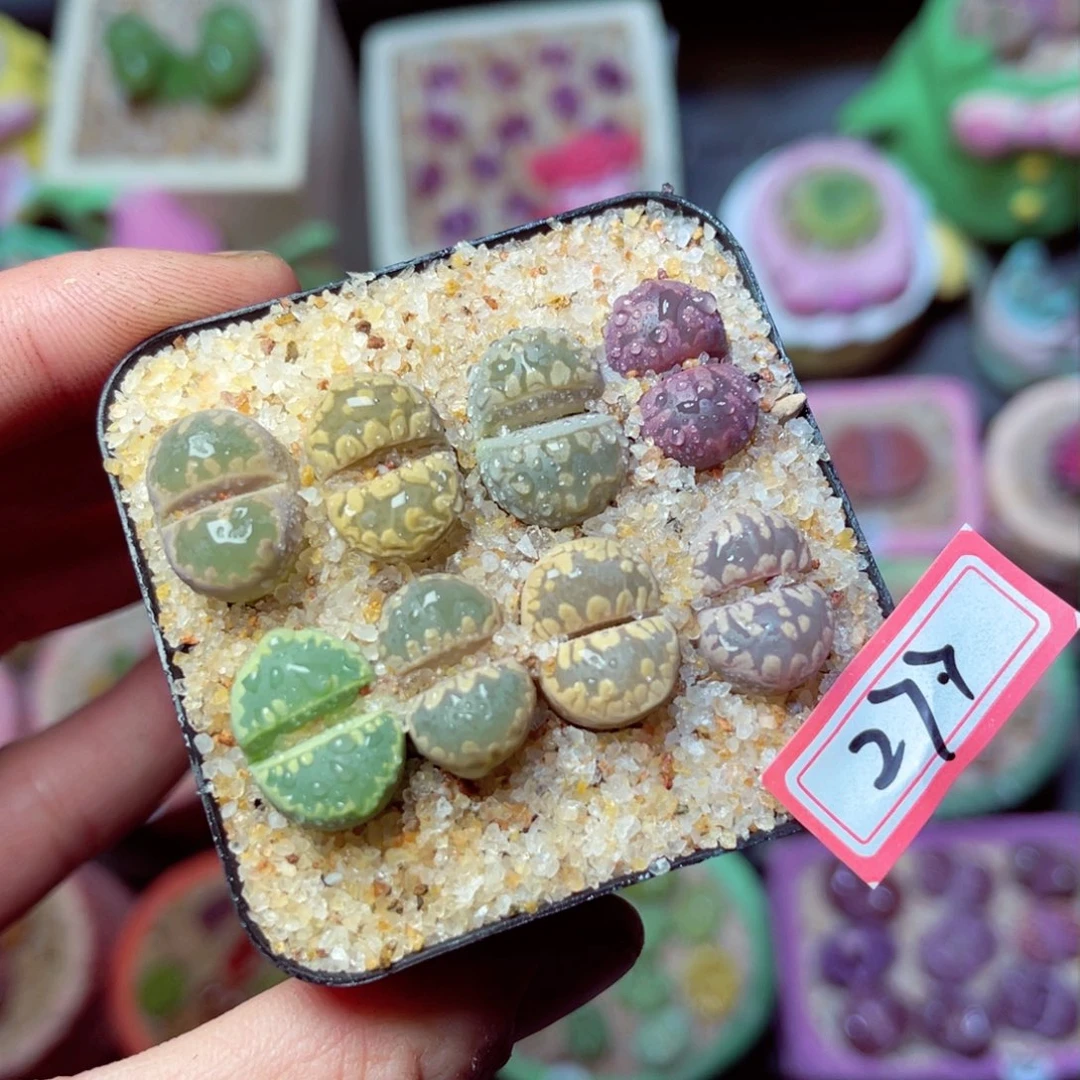 277生石花带盆发