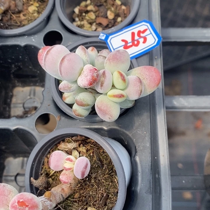 ᴠ****₉一物一拍乒乓多肉265