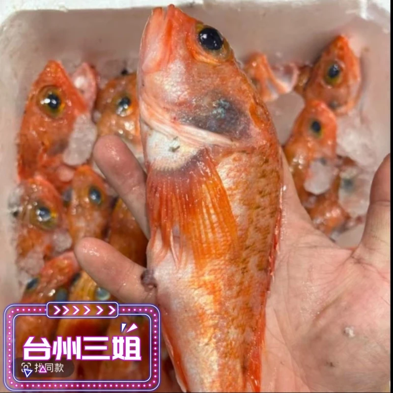 《台州三姐》东海本地石九公鱼海鲜虎头鱼（规格重量以直播间为准）