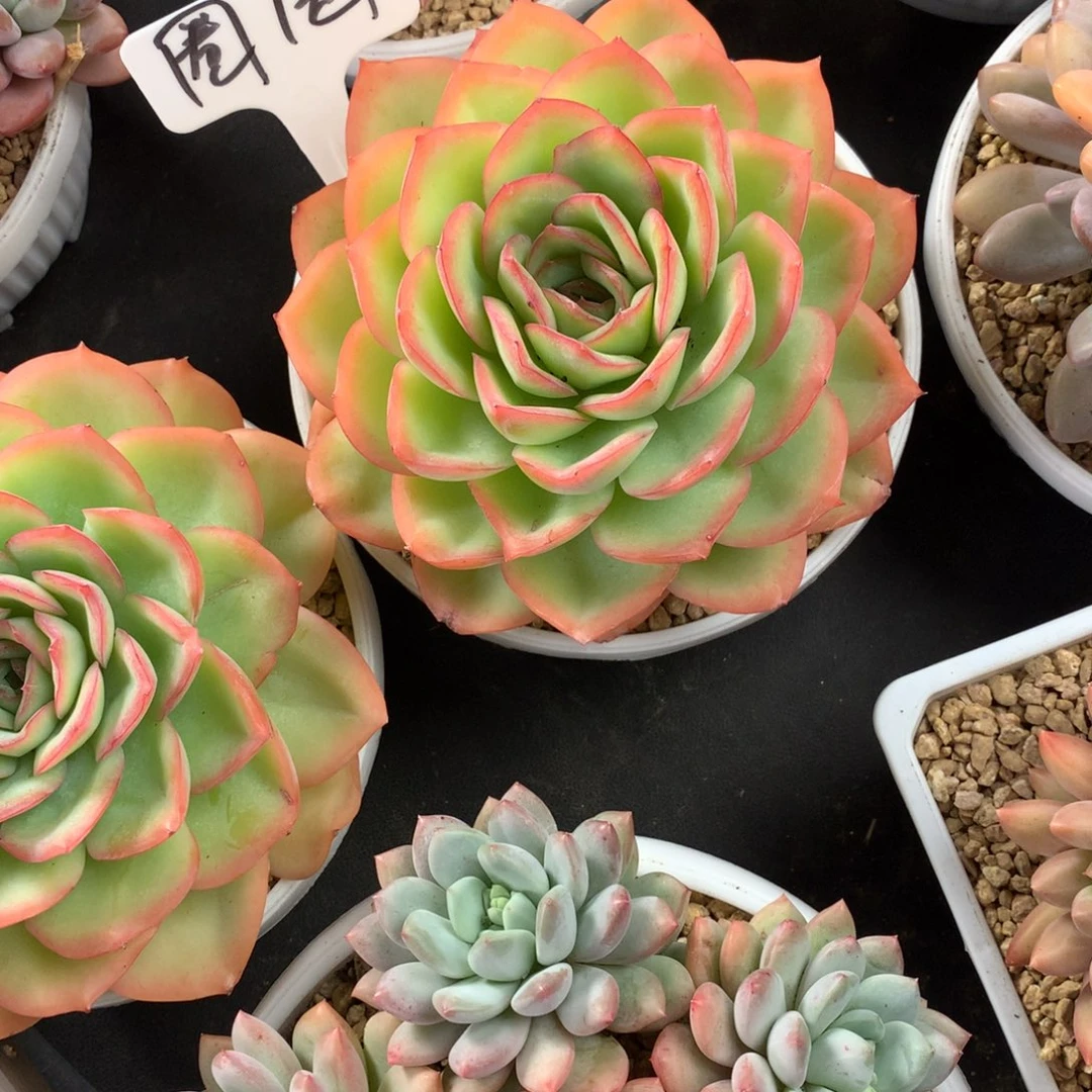 晨露好看好看好看