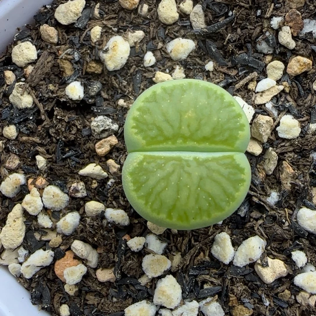 绿菊福利大棚直播30包邮