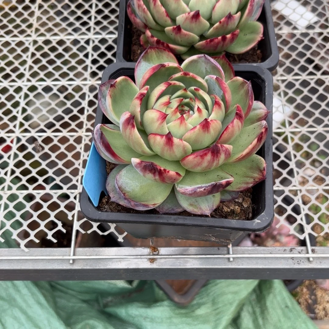 淡***香哈哈哈哈哈哈哈哈哈哈哈哈哈哈哈哈哈