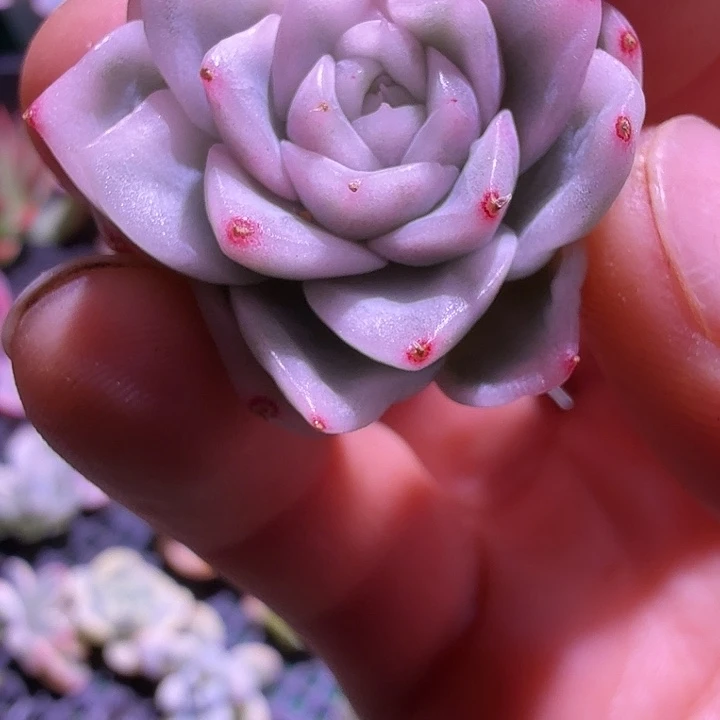 高瓷白麦秆锦多肉锦