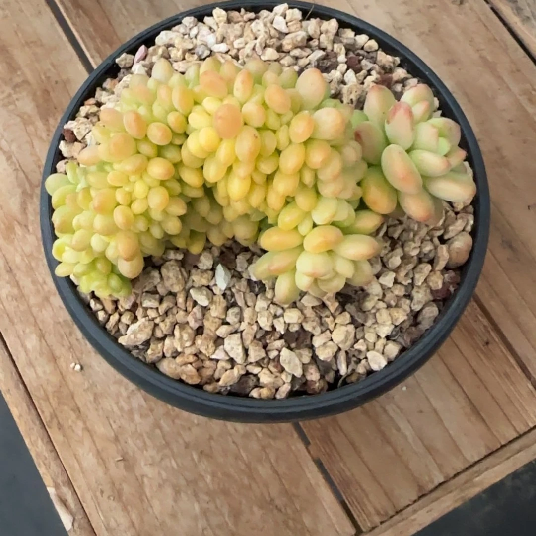 多肉植物一物一拍