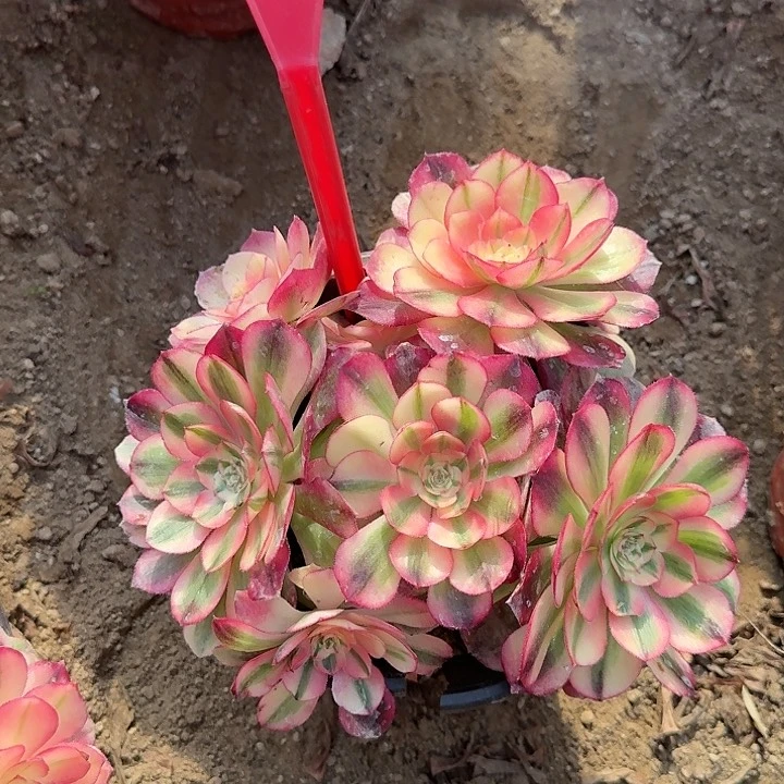 2-199倾城多肉法师