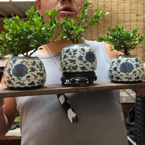 红陶圆托青花寿星栀子花一盆器型随缘带盆发货