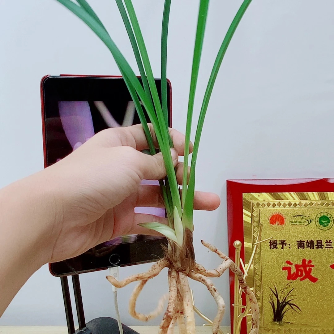 当前无花栽培后可以开花凌