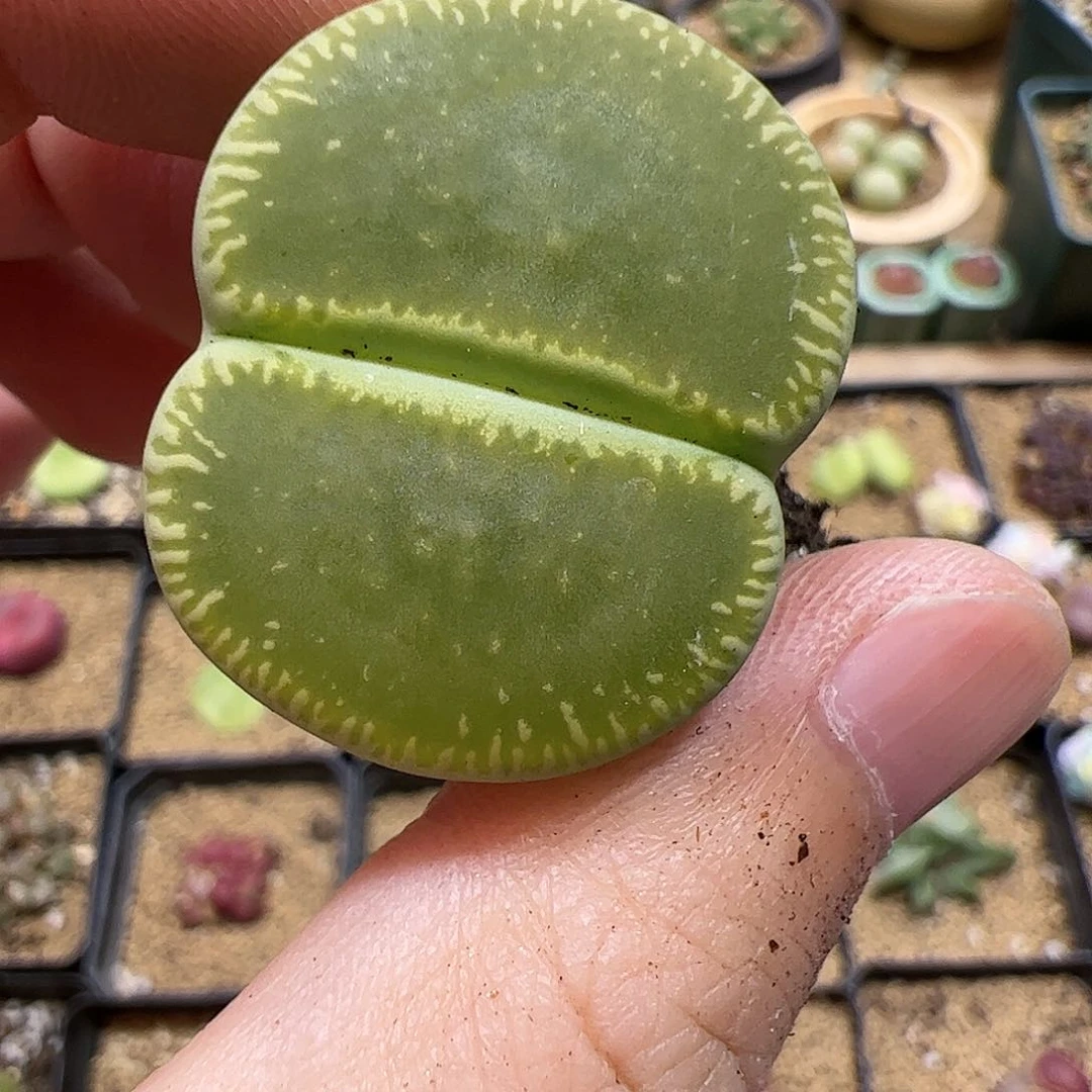 【闪购商品】303 开播福利