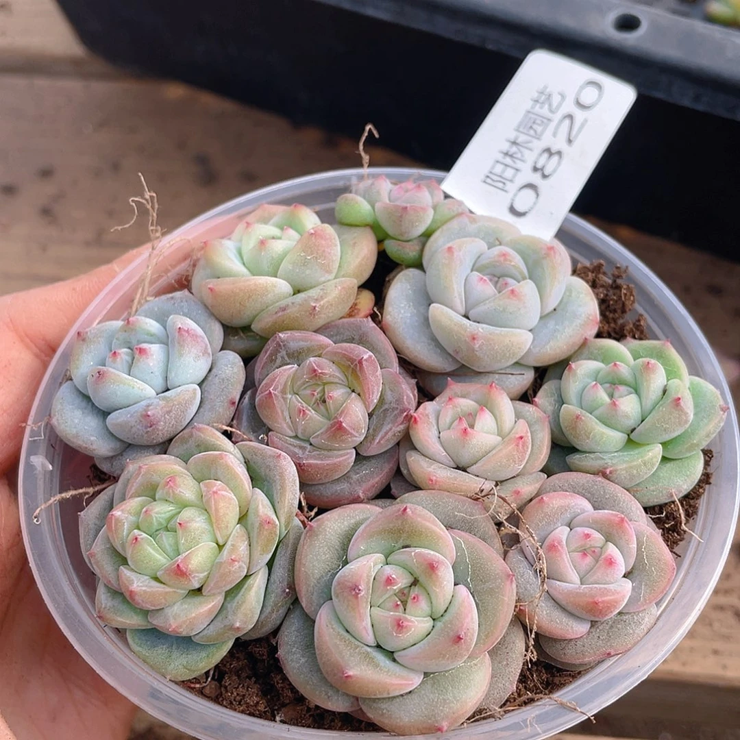 多肉植物多肉植物820