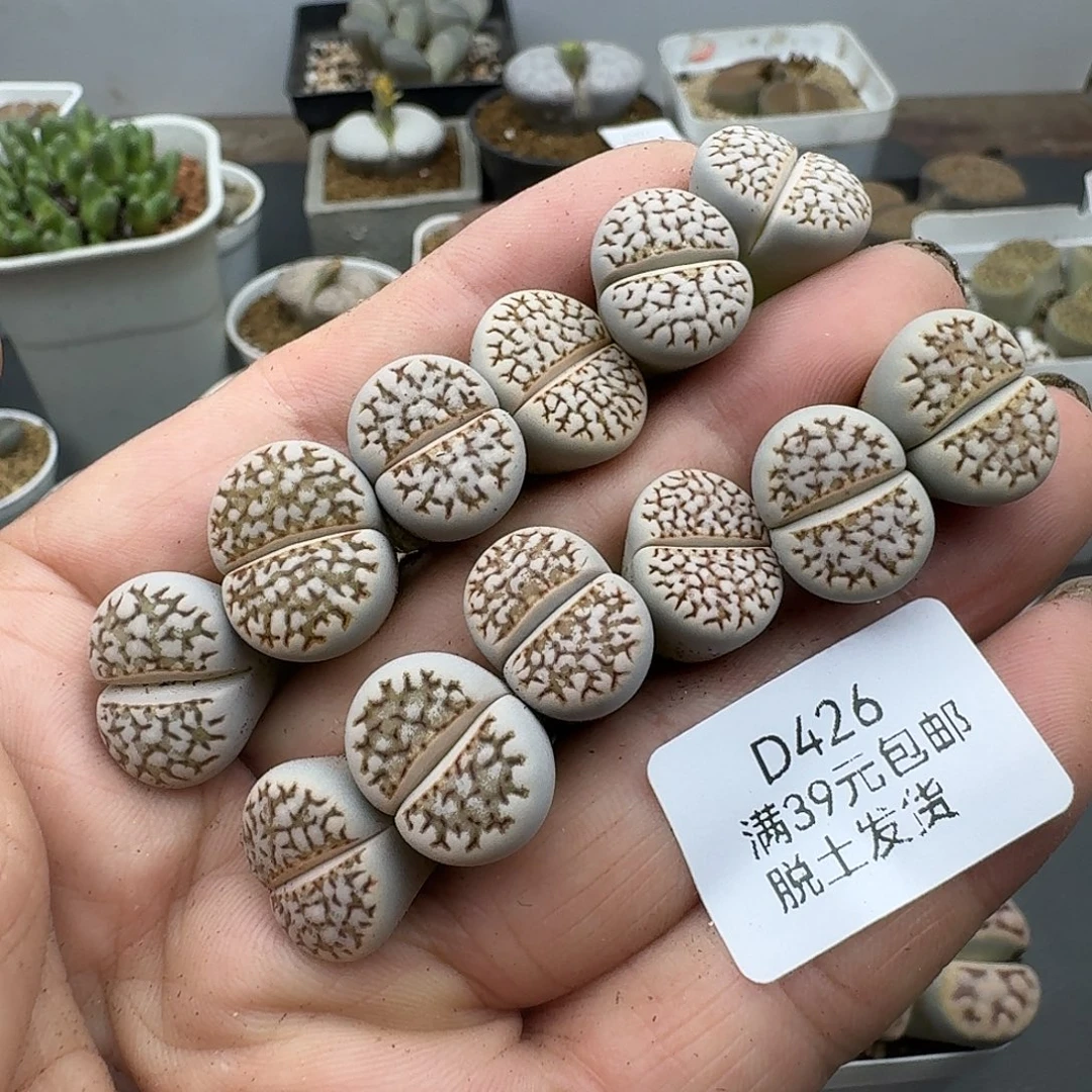 426多肉哈哈哈哈哈哈哈