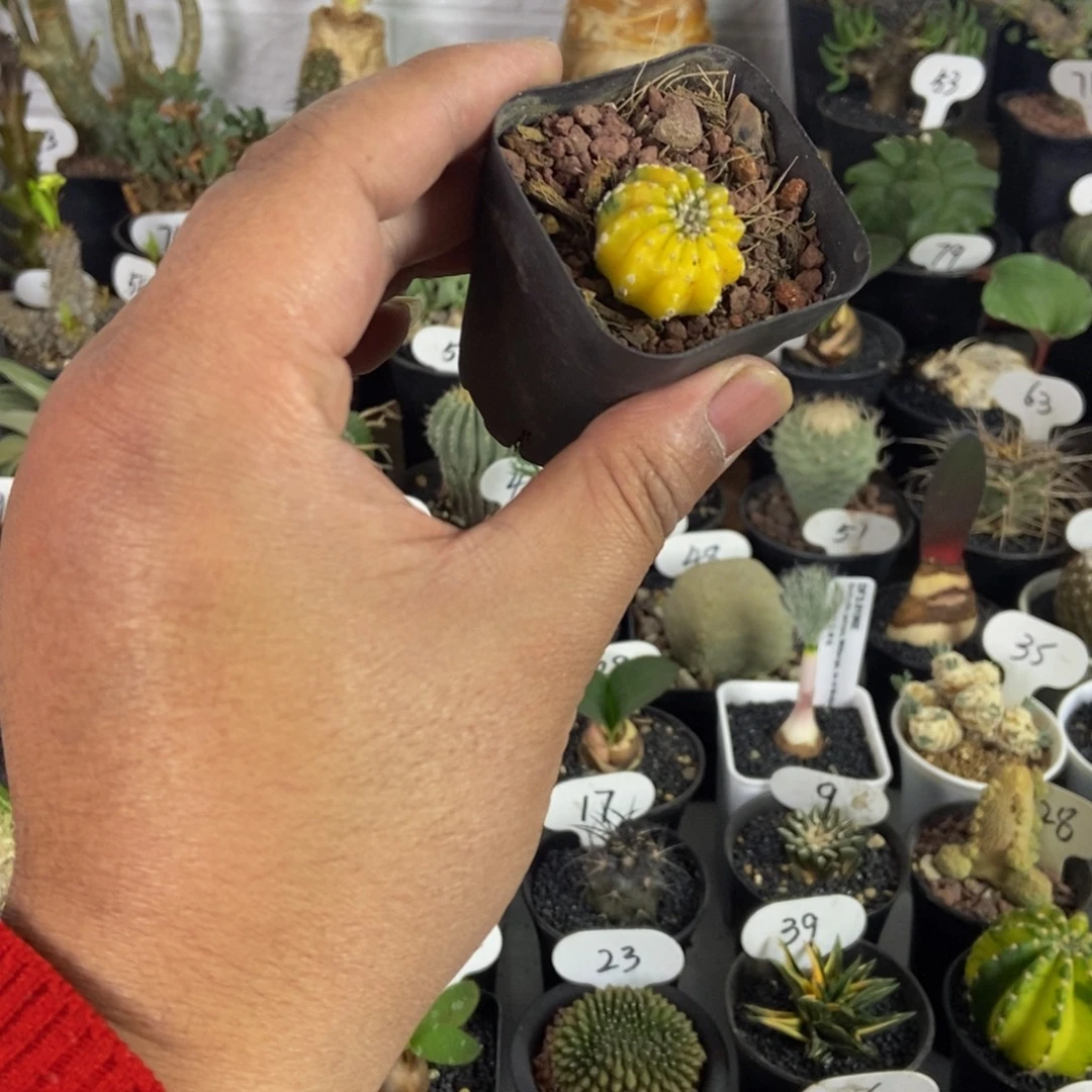 奇特球锦一物一拍