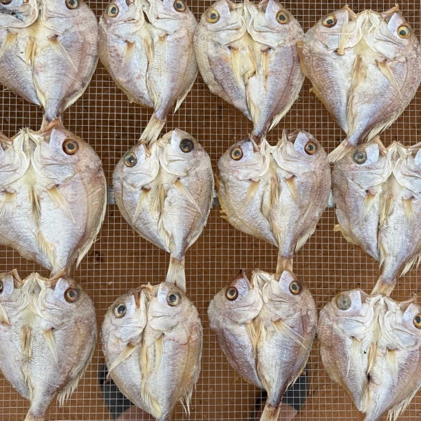 湛江特产大红拉鱼干 煎 爆炒 煲五花肉