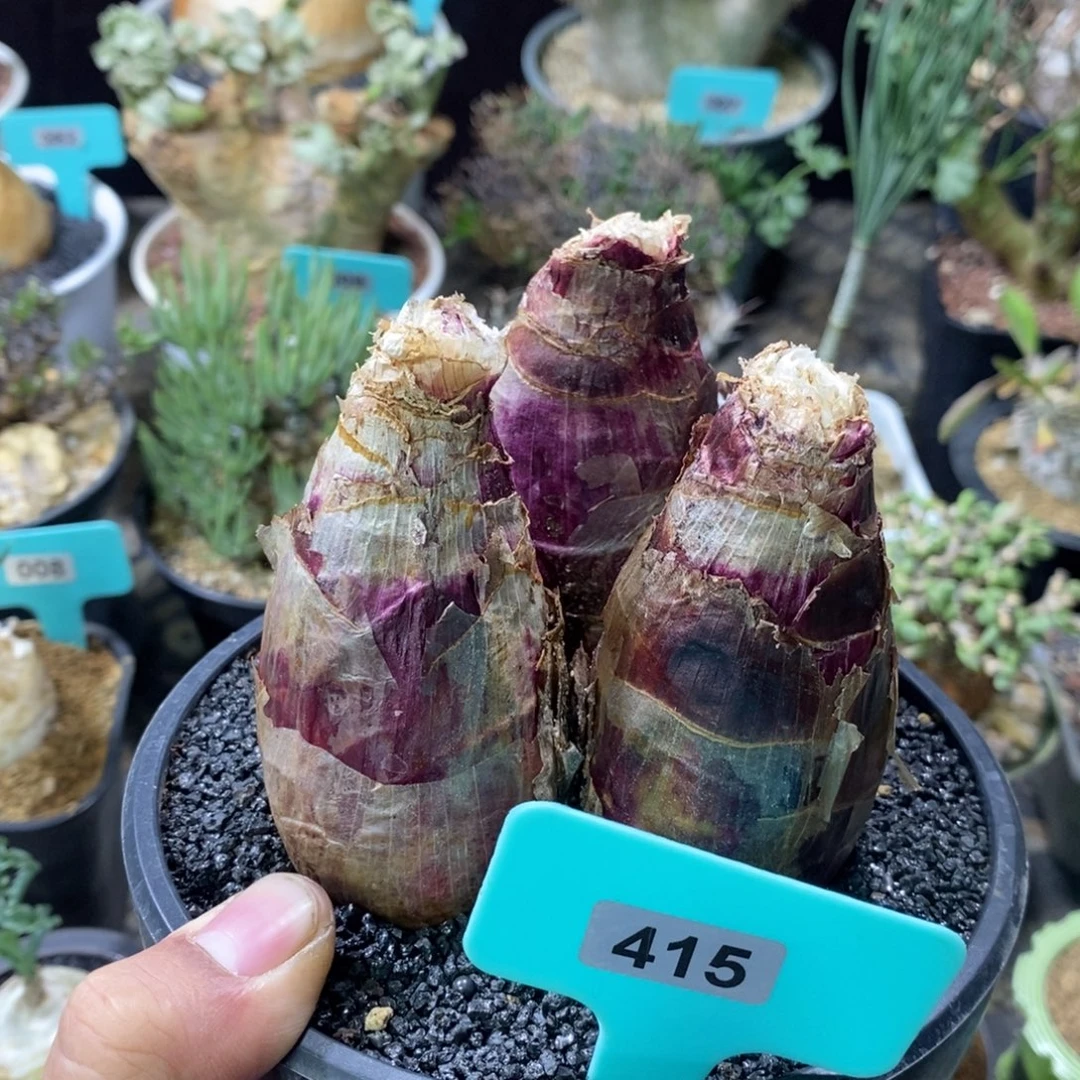 仙火花三头多肉植物