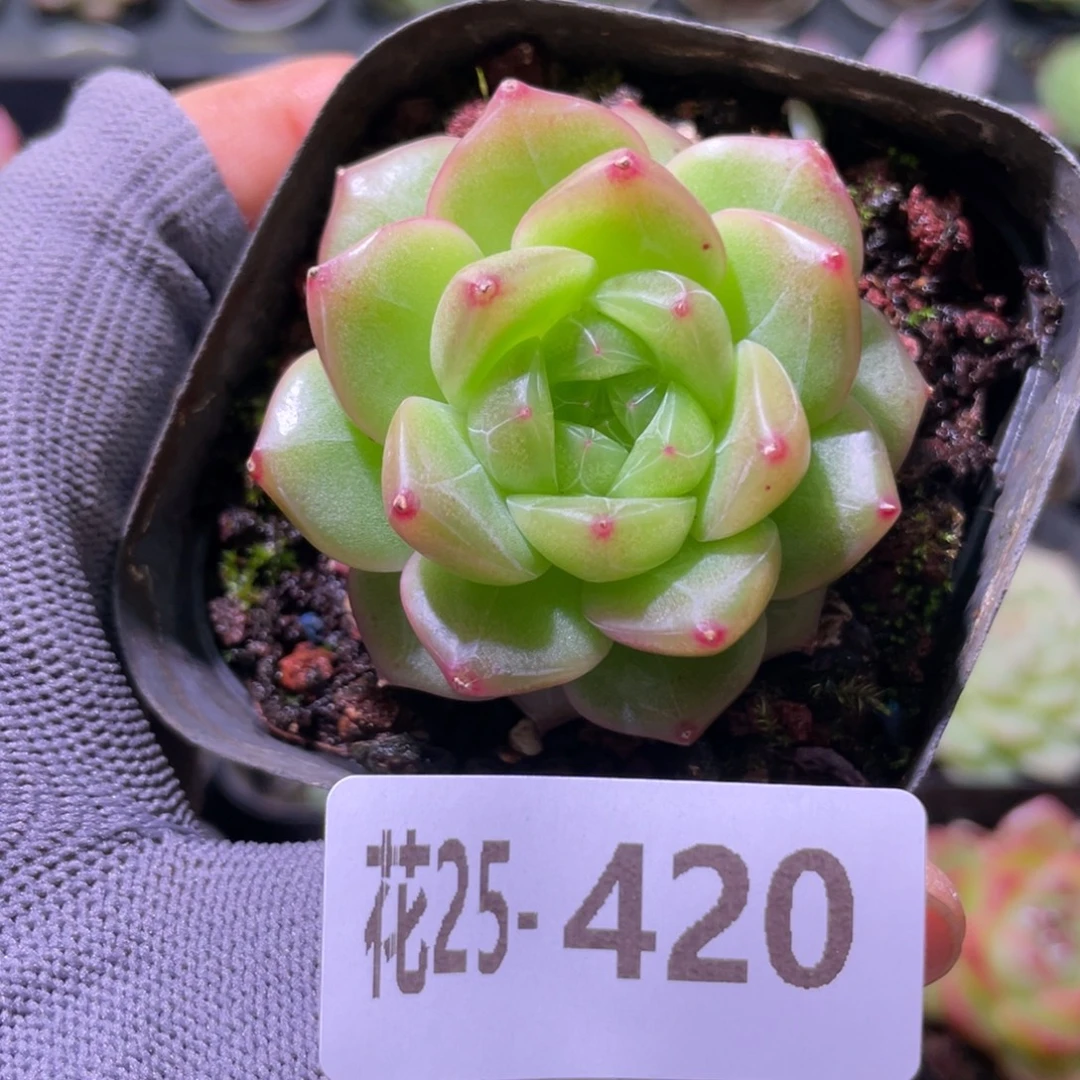 花利美25-420新品