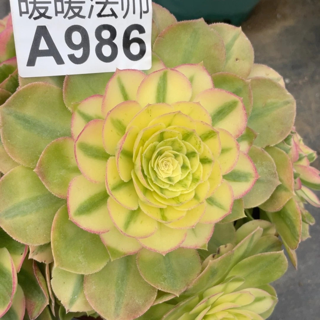 紫砂茶杯一*间986个哈哈哈哈哈姐姐