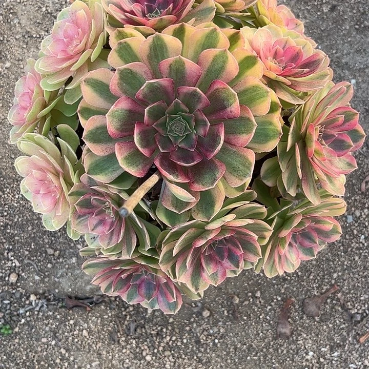 多肉植物雨荷锦……