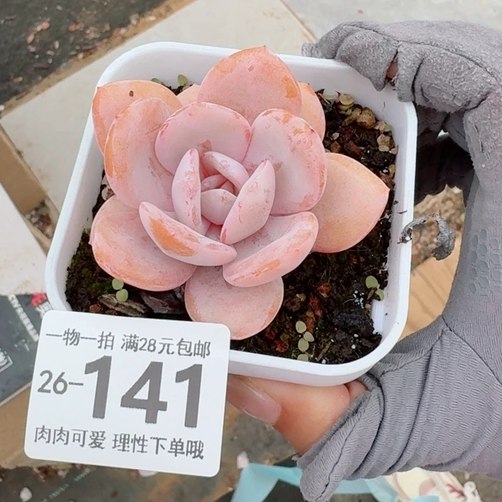 奶茶多肉无盆土发货无