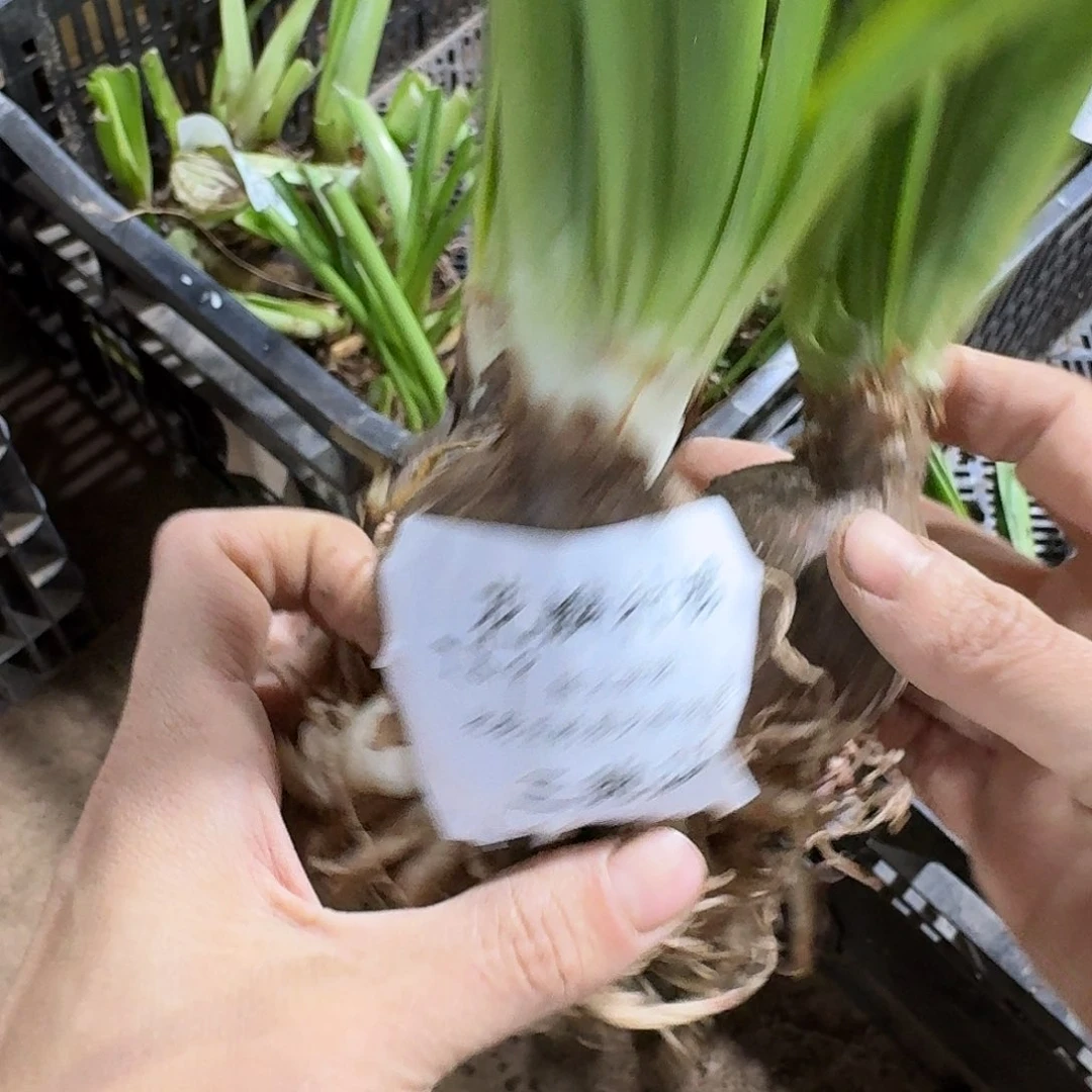 花瓣衬裙3包胎5+