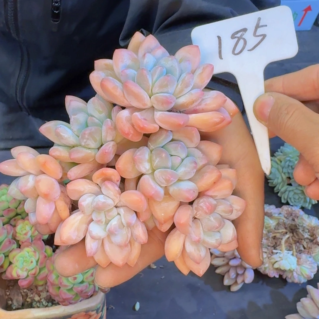 多肉植物的生长发育和