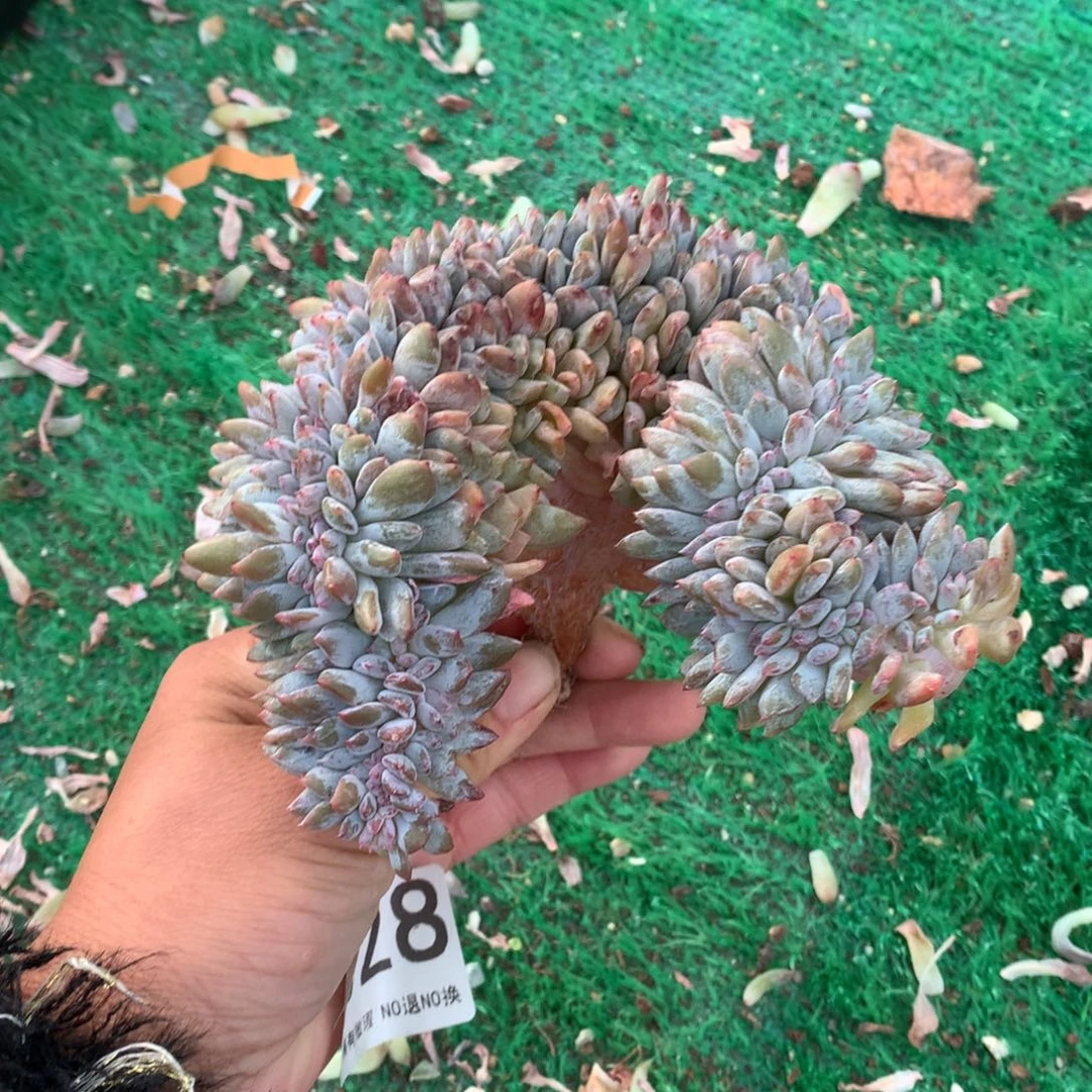 328橙子缀化多肉植物