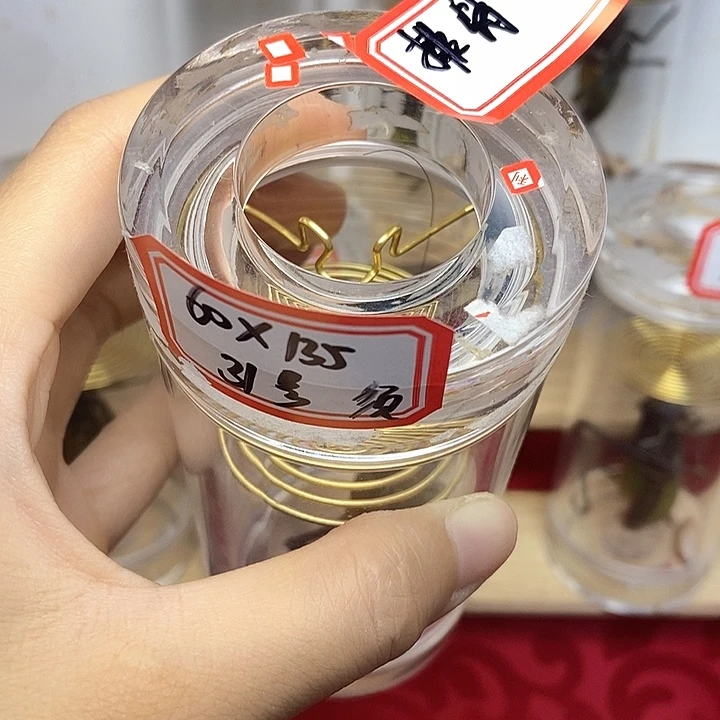 蟋蟀60-135断须单蝈蝈排骨