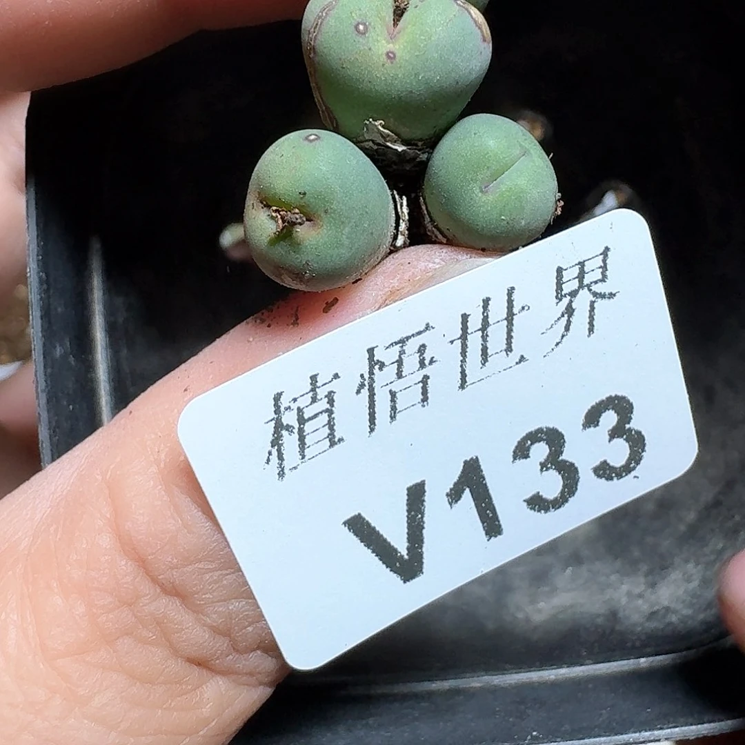 133盒多肉植物完成v b