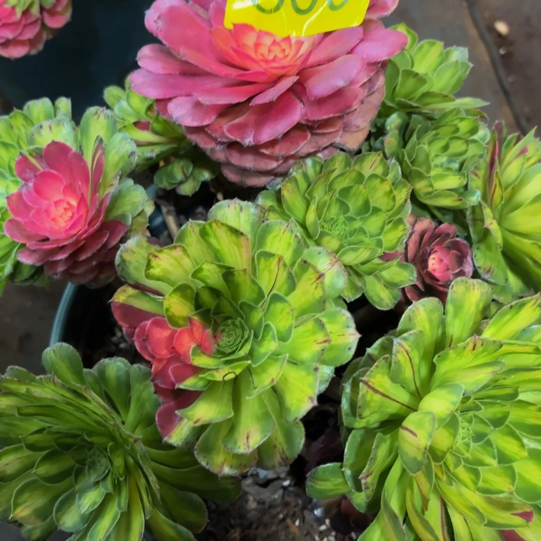 哈哈多肉葡萄福利800