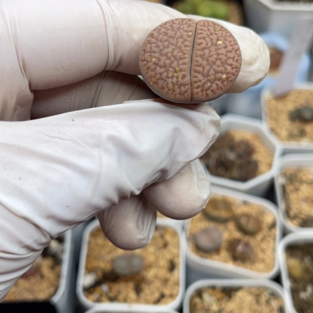 多肉植物一物一拍31