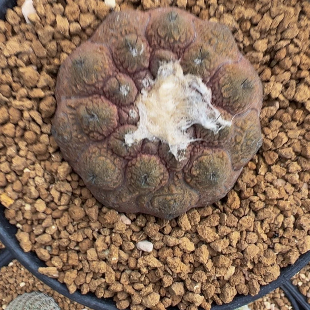 144实生根欧系蜥蜴皮多肉植物带盆土