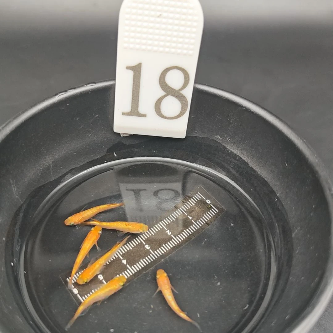 青鳉鱼18号玫瑰宝石