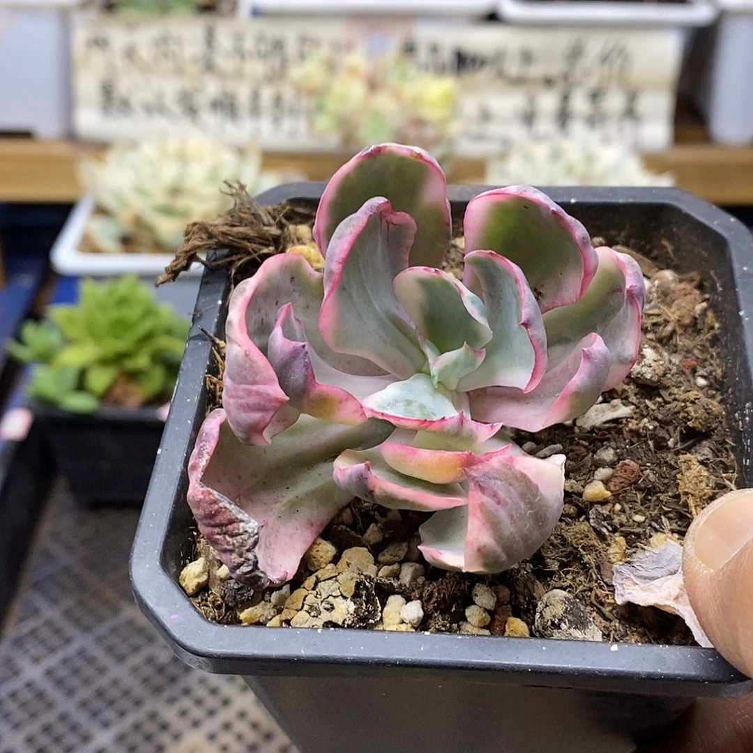 23109 舞会红裙锦