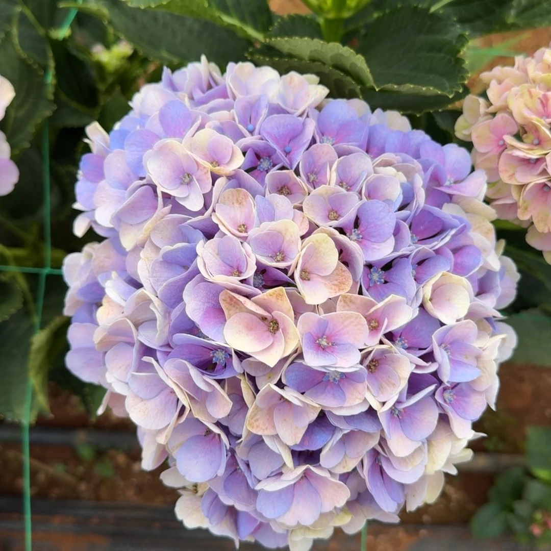 大部分花苞少量开放96