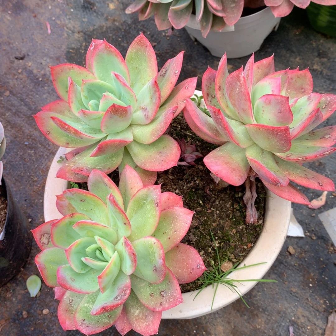 绮罗一物一拍25-92