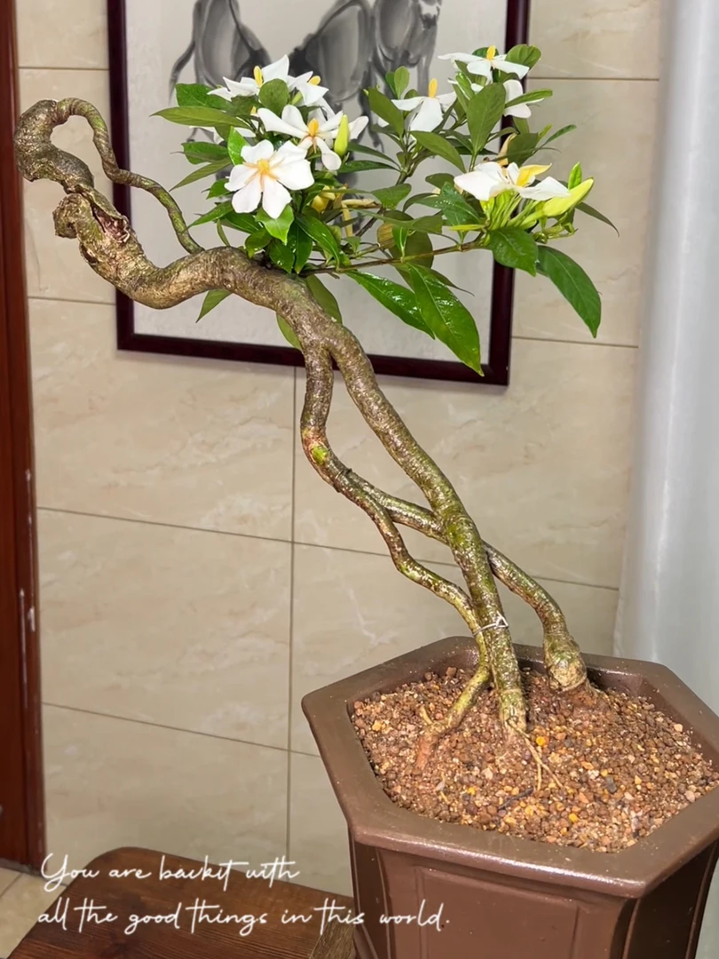 一物一拍文人栀子花盆景含盆高55 斜长50 冠幅40