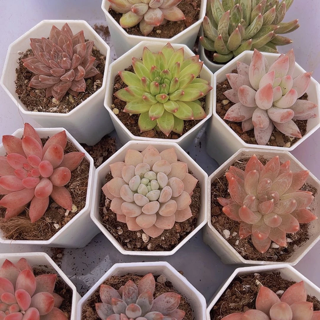 美人系组合10颗白盆发货