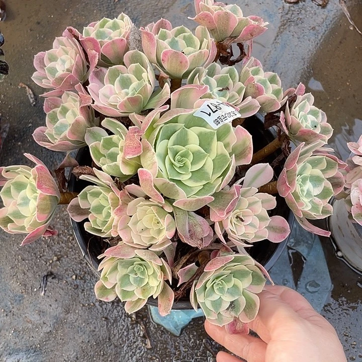 871女巫多肉植物法师