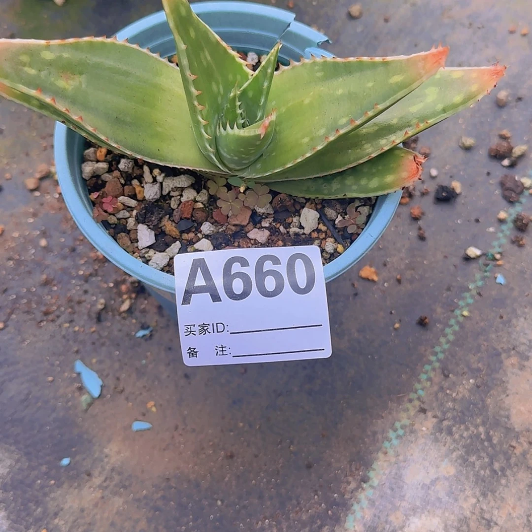 【闪购商品】?****༥块根植物