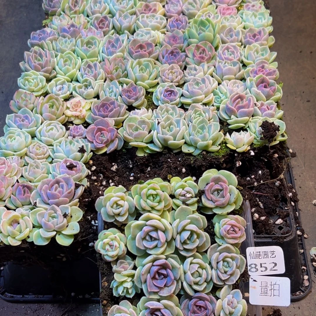 852多肉葡萄领导人物