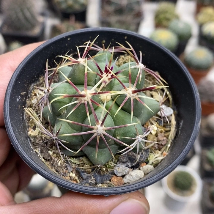 实生大红鹰特价福利