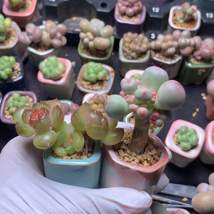 2棵肉肉 一物一拍