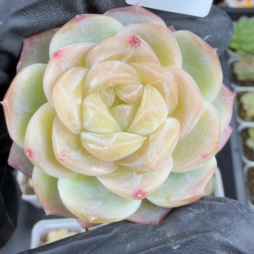 东篱下多肉植物哈哈哈105