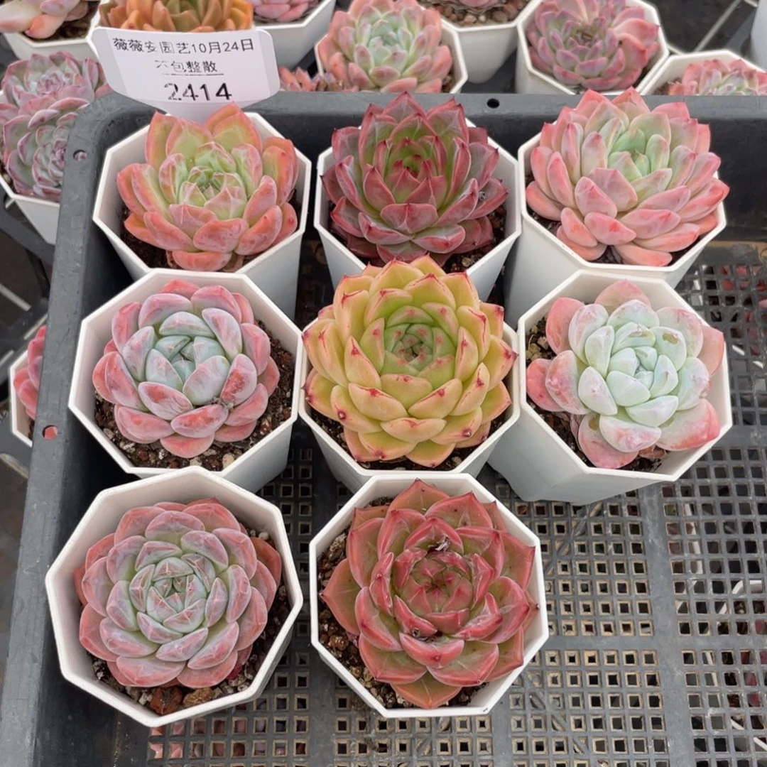 不包整散 盆子不售后2414