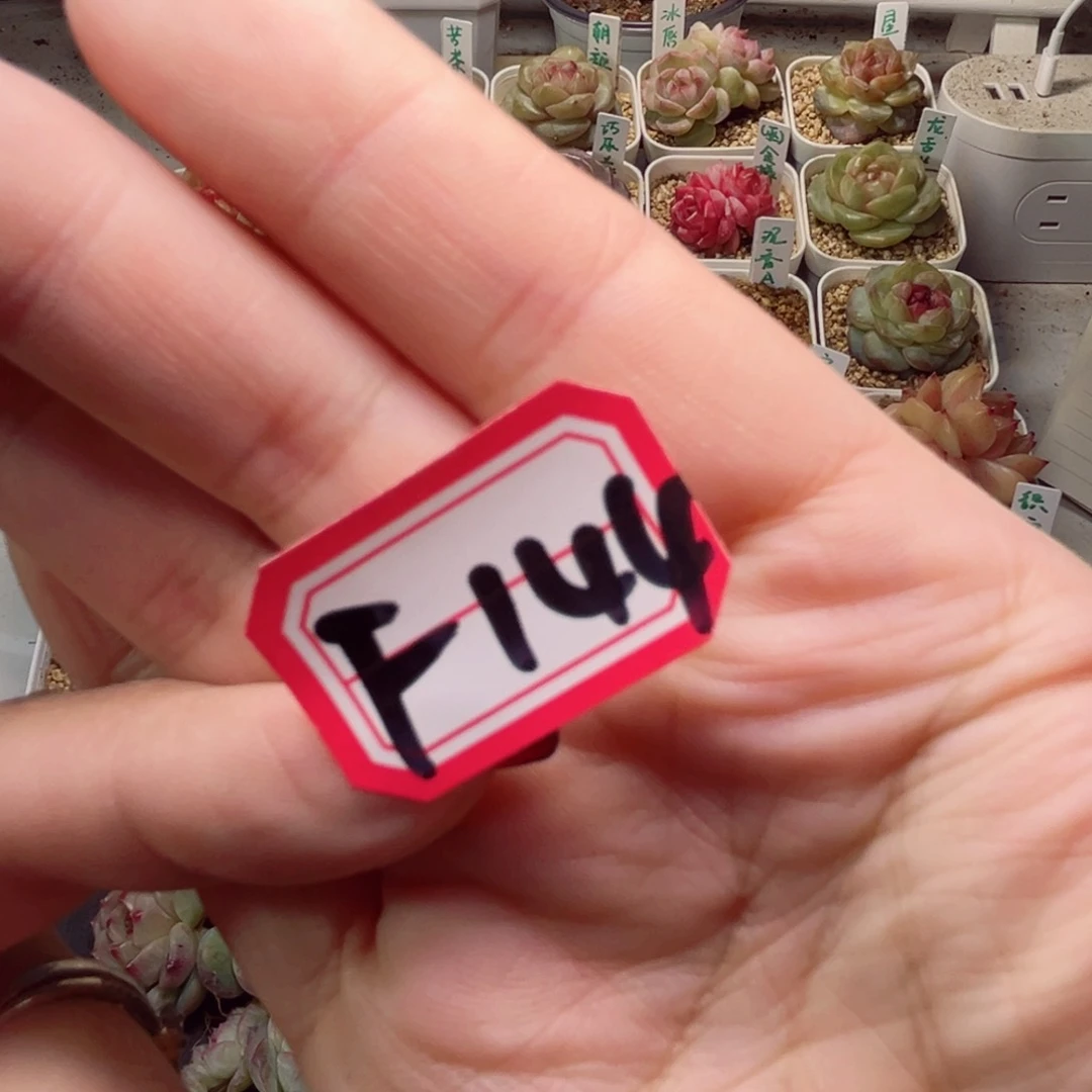 阿***?F144一物一拍 组3