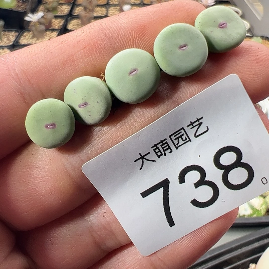 一物一拍。        738