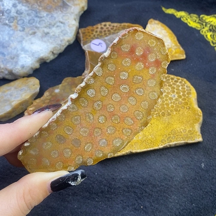 硅化玉未镶嵌颈饰