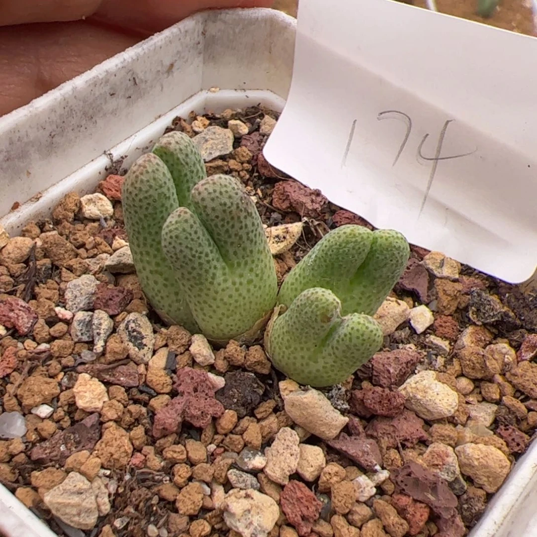 5.13大斑马多肉植物174