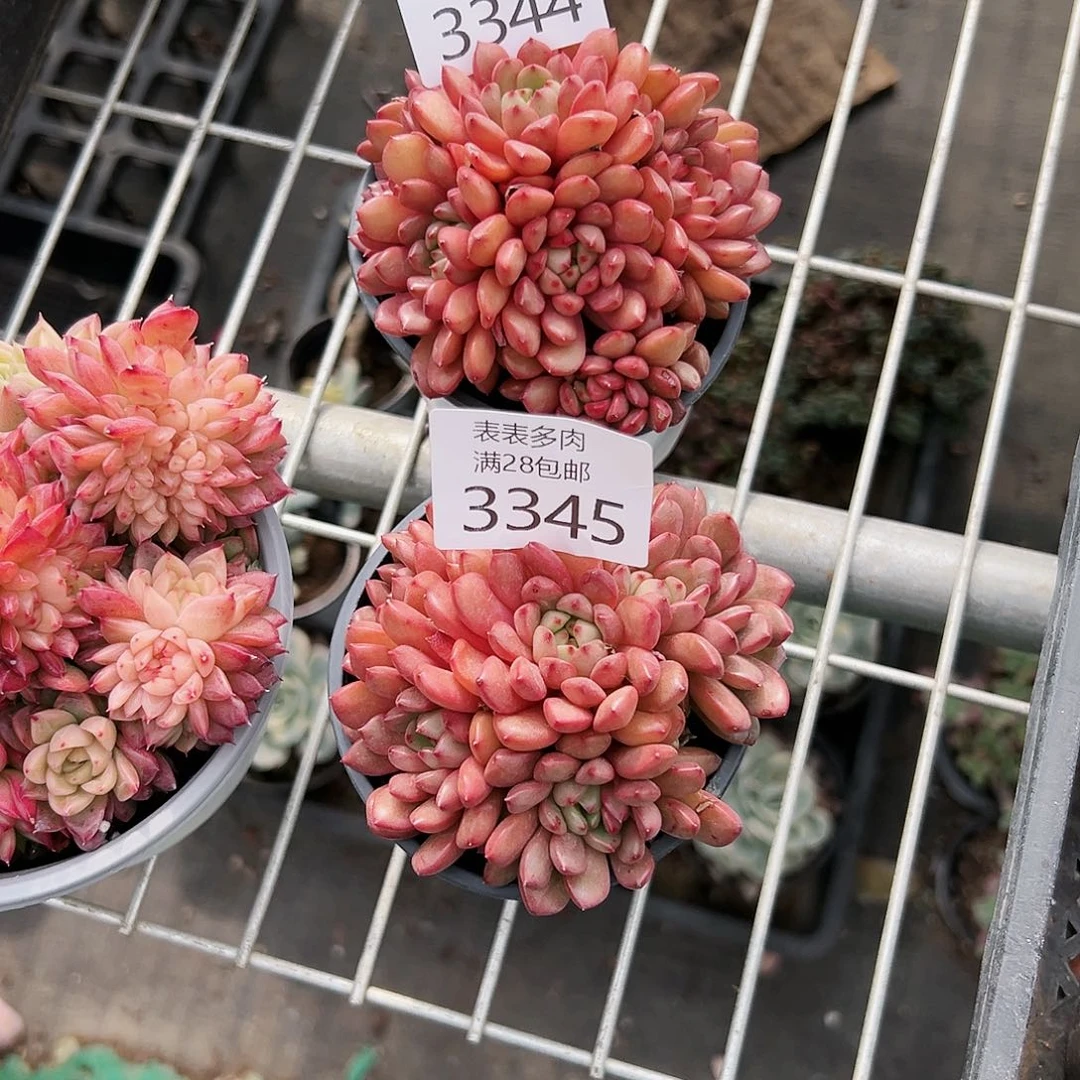 9号三**畔我们的确是3344、3345